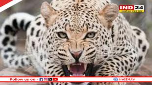 चंपावत जिले के बाराकोट ब्लॉक में दिखा घायल गुलदार, वन विभाग की टीम ने किया रेस्क्यू