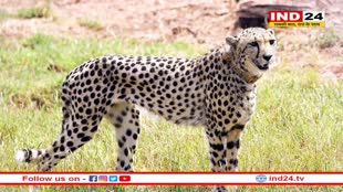 'प्रोजेक्ट चीता' के अधिकारियों को मिली बड़ी राहत, पकड़ी गई मादा चीता निर्वा