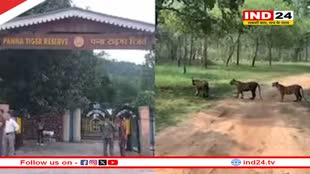 MP में आज से खुल गए ये 6 नेशनल पार्क,  बड़ी संख्या में पहुंचे पर्यटक