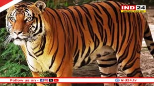 छत्तीसगढ़, राजस्थान और ओडिशा में भी सुनाई देगी अब बाघो की दहाड़, मोहन सरकार हुई सहमत