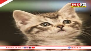 देश में पहली बार छिंदवाड़ा में पालतू बिल्लियों में मिला बर्ड फ्लू वायरस