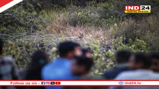 Rajasthan News: अलवर शहर के पास दिखे बाघ-बाघिन, करणी माता मंदिर की सीढ़ियों की तरफ 1 घंटे तक बैठे,  पर्यटक हुए रोमांचित
