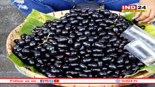 सिर्फ डायबिटीज नहीं, कई बड़ी बीमारियों का इलाज है जामुन की गुठली