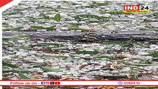 MP के कई जिलों में बारिश, ओले गिरे, किसानों की बढ़ी परेशानी