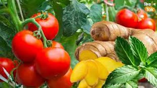  टमाटर और अदरक के भाव में उछाल, 15 दिनों में दोगुने तक बढ़ गए रेट