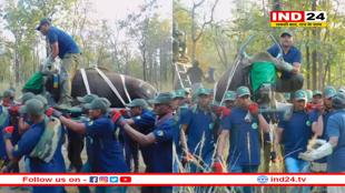 सतपुड़ा से बांधवगढ़ ट्रांसफर किए जा रहे 50 बायसन, जैव विविधता संरक्षण के लिए बड़ा कदम