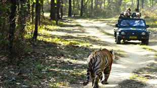 CG NEWS :  जंगल सफारी के समय में परिवर्तन, जानिए अब कितने समय से शुरू होगी सैर..