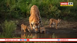 पन्ना टाइगर रिजर्व में बाघिन P-141 दिखी चार शावकों के साथ, मनमोहक दृश्य कैमरे में कैद