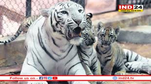 सफेद बाघिन ने दो शावकों को दिया जन्म