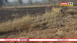 पन्ना टाइगर रिज़र्व एरिया में बाघों को कुत्तों से खतरा!