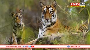 बाघ के साथ-साथ तेंदुए की आबादी में भी मध्यप्रदेश आगे