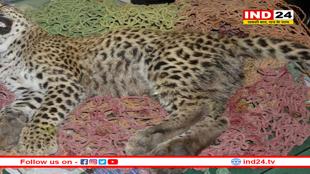 कूनो राष्ट्रीय उद्यान में नामीबियाई मादा चीता 'नाभा' की मौत