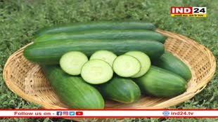  Cucumber Benefits: ठंड में भी बेहद फायदेमंद है खीरे का सेवन, जरूर करें डाइट में शामिल 