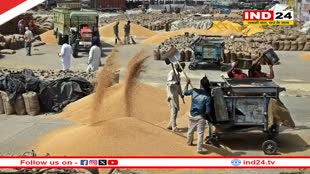 गेहूं में सरकारी खरीदी की रफ्तार बीते साल से कम, बाजार मजबूत