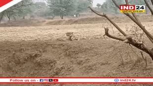 Rajasthan के सिमारा गांव में चीते के घुसने फैली दशहत, एमपी के कुनो से चंबल किनारे होते हुए 50 किलोमीटर दूर पहुंचा चीता 'ओमान'