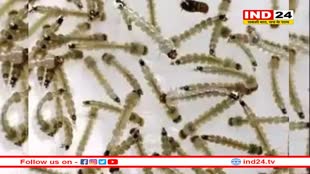 भोपाल में डेंगू मलेरिया की रोकथाम के लिए नगर निगम ने शुरू की मुहिम, लार्वा मिला तो जुर्माना