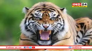 आदमखोर बाघ से दहशत में लोग, आठ महीने में पांचवीं मौत से हड़कंप