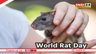 World Rat Day आज, जानें चूहों से जुड़ी कुछ मजेदार बातें, जानें कब से हुई इसकी शुरूआत और क्यों मनाया जाता है यह दिन 