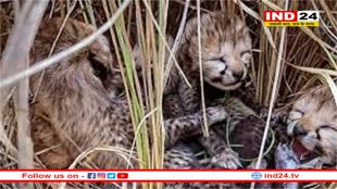 कूनो से आई बुरी खबर, मादा चीता निर्वा के दो शावकों की मौत