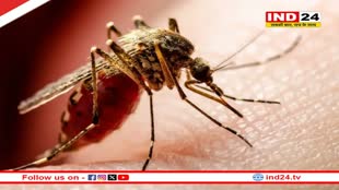 ग्वालियर में डेंगू का कहर: बीते 24 घंटे में मिले 27 नए डेंगू के मरीज