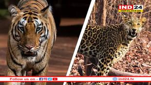 बाघों की दहाड़ और चीतों की रफ्तार ने MP को बनाया पर्यटन का आकर्षक केंद्र