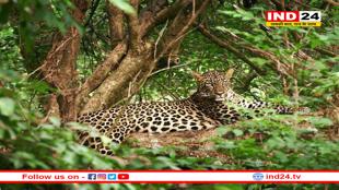 जंगल में तेंदूपत्ता तोड़ने गई महिला पर बाघ ने किया हमला, मौके पर मौत