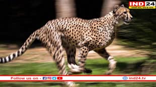 दक्षिण अफ्रीका की वीरा ने कूनो के जंगल में लगाई दौड़, अब जंगल में हो गए हैं कुल 9 चीते 