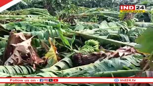 बुरहानपुर जिले में आंधी-तूफान से फिर केले की फसल बर्बाद, किसानों ने की ये मांग