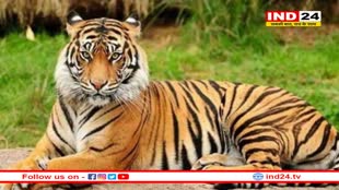 बाघों की रिकॉर्ड मौतों पर गर्माई सियासत, कमलनाथ ने उठाए गंभीर सवाल