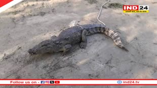 ढीमरखेड़ा के आस-पास के गांव में दिखा मगरमच्छ, स्कूली बच्चों सहित ग्रामीण परेशान