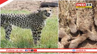 चीता गामिनी ने 5 नहीं, 6 शावकों को जन्म दिया, निगरानी के दौरान एक और शावक मिला, अब कूनो में 14 शावक समेत 27 चीते