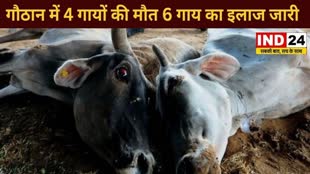 CG NEWS : गौठान में 4 गायों की मौत, 6 गाय का इलाज जारी, 227 गायों को दूसरे जगह किया गया शिफ्ट