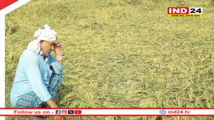 बारिश और ओलावृष्टि से किसान परेशान, फसलों को हुआ भारी नुकसान