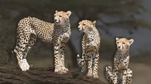 कूनो नेशनल पार्क के खुले जंगलों में छोड़े गए चीते जल्द ही फ्री-रेंज फॉरेस्ट में घूमेंगे