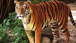 जबलपुर के जंगलों में बढ़ेगा बाघों का कुनबा, कॉलर आईडी के द्वारा रखी जाएगी नजर