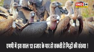  एमपी में इस साल 12 हजार के पार हो सकती है गिद्धों की संख्या !