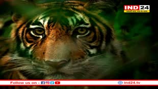 सावधान! भोपाल की सड़कों पर घूम रहा है खूंखार टाइगर