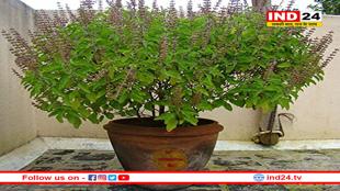 तुलसी के आस-पास की ये 5 गलतिया बन सकती हैं दुर्भाग्य का कारण