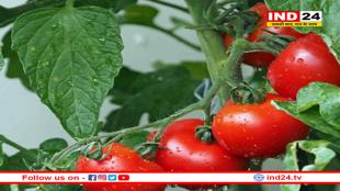 उद्यानिकी के साथ खाद्य प्रसंस्करण हब के रूप में उभरा मध्यप्रदेश