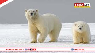 धरती गर्म होने का असर DNA तक, ध्रुवीय भालुओं में दिखा अनोखा अनुकूलन