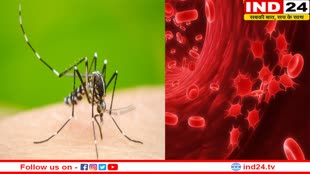 Health Tips: Dengue से प्लेटलेट काउंट को कम होने से बचाएं, करिए इन चीजों का सेवन