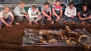 CG NEWS : वनविभाग की टीम ने बाघ की खाल की तस्करी करने वाले 7 आरोपियों को रंगेहाथ पकड़ा