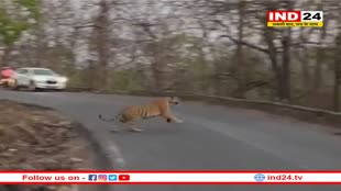 पन्ना टाइगर रिजर्व में वनराज के साथ राहगीरों को भालू के हुए दीदार