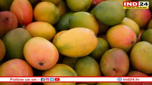 सेहत के लिए हानिकारक हो सकता है आम का अधिक सेवन, इन टिप्स की मदद से करें खुद का बचाव 