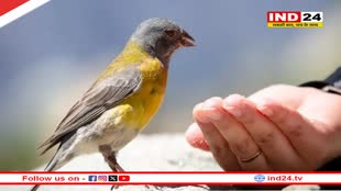 इंसानों में Bird Flu का दूसरा मामला आया सामने, जानें क्या है यह फ्लू और इसके लक्षण 