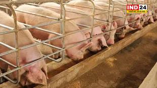 हिमाचल प्रदेश में सूअरों की खरीद-बिक्री पर लगा बैन, अफ्रीकी स्वाइन फ्लू का खतरा
