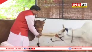सीएम डॉ. मोहन यादव ने किया गौ-माता को लाड़-प्यार 