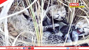 कूनो में आई खुशहाली, नामीबियाई चीता ज्वाला ने तीन शावकों को दिया जन्म, केंद्रीय वन मंत्री ने दी बधाई