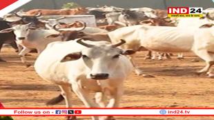 MP में गौशालाओं को अब प्रति गाय 20 की जगह मिलेंगे 40 रुपए रोज, पशुपालन योजना भी होगी लागू