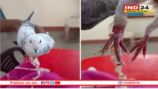 पाकिस्तान से भारत आए सफेद कबूतर ने फैलाई सनसनी, पैरों में लगा है नंबरों का टैग, पढ़ें क्या है मामला